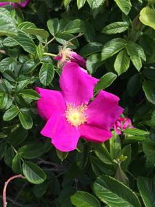 Photo By: Stephen M. Young. Photo taken: Suffolk County, NY on 4 June 2015